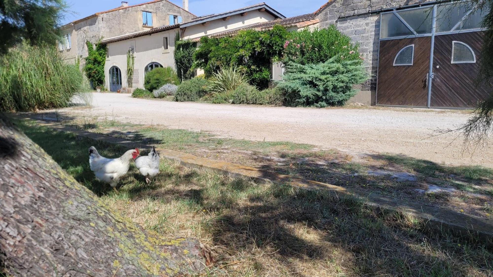 Hotel Mas Du Grand Peloux Port-Saint-Louis-du-Rhône Zewnętrze zdjęcie